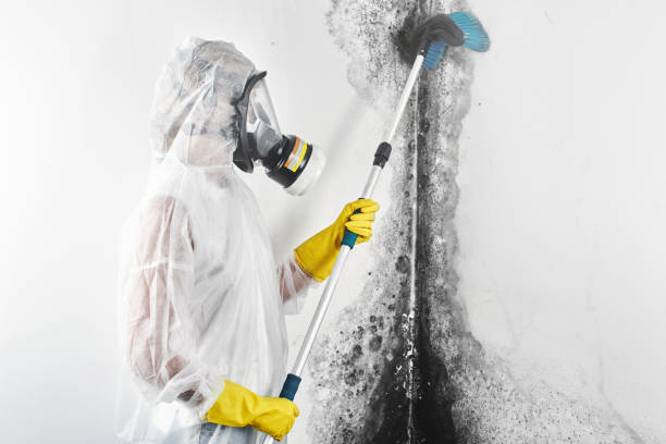 Best Crawl Space Mold Remediation  in Chatsworth, IL