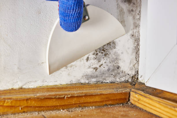  Chatsworth, IL Mold Removal Pros